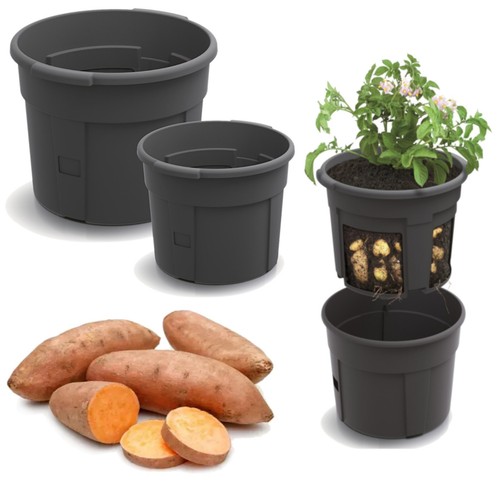 Pot plantation pomme de - pot,