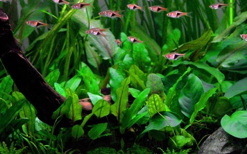 Aquarium plante cryptocoryne - aquarium,