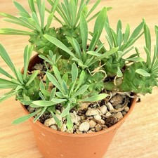 Euphorbia cocklebur (ex