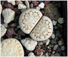 10 graines de Lithops julii