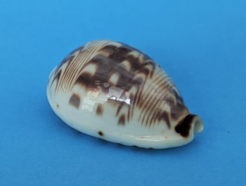 Cypraea diluculum mm gem - cypraea,