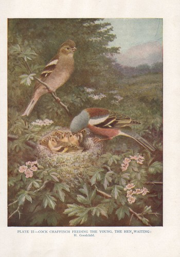 Vintage oiseau imprimé - oiseau,