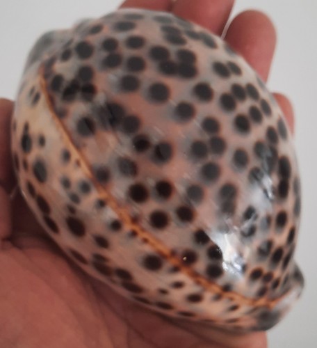 Curiosité taxidermie - curiosité,