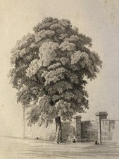 Grand Dessin XIXe 1850 crayon Paysage Etude Arbre Ancien A Identifier Feuille