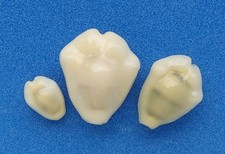 Coquillage de collection: Cypraea moneta 12,3mm ! - 20 - 23mm (x3) (Polynésie)