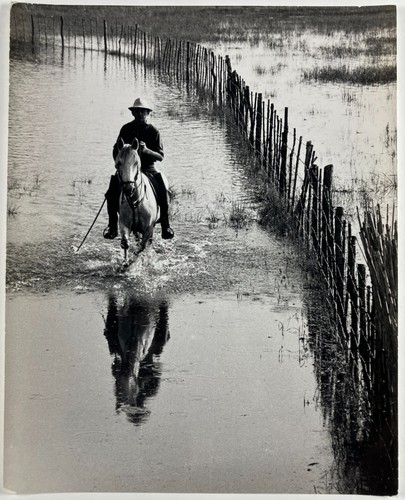 Photo animaux cheval - :,
