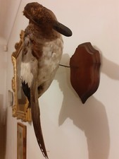 Cane siffleuse en envoi