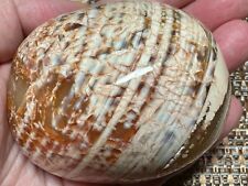 AGATE POLIE, SUPERBE GALET XXL - MADAGASCAR - 7 x 5,9 cm - 307 g