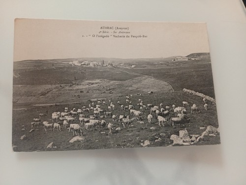Aubrac aveyron vache - aubrac,
