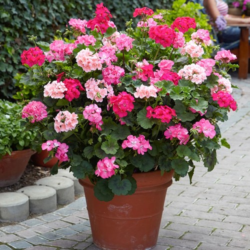 Géranium zonale - géranium, (pelargonium)
