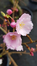 Prunus x 'Accolade' / Cerisier