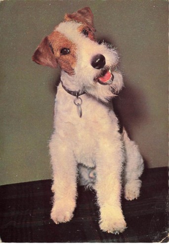 Chien dog 27538 - dog, fox