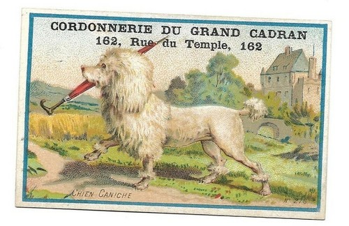 Chien caniche chromo - -,