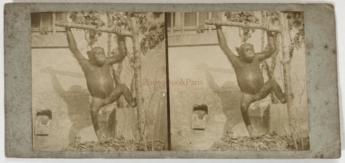 Singe empaillé taxidermie - singe,