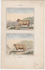 BUFFON. GRAVURE ANCIENNE ~ 1830. MAMIFERES. LE BELIER. LA BREBIS. REF 6907