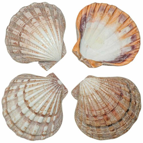 Coquillage pecten subnodosus