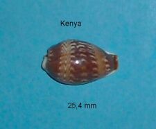 Cypraea    Diluculum   Kenya    25,4 mm    XXL