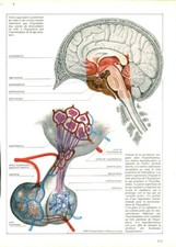 Cabinet de curiosité anatomie humaine coupe du crâne et du issue de livre 1983