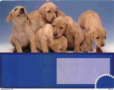 Carte postale animaux - carte,