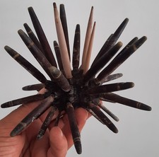 curiosité , taxidermie : Énorme Oursin Imperialis Naturalisé #4