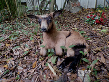 agneau lamb Lamm chevreau bébé  naturalisé taxidermie  curiosité  n° 11