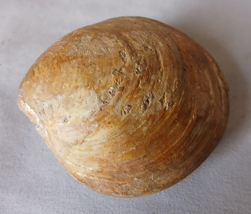 Fossile bivalves mollusques