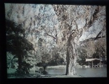 AUTOCHROME - Arbre, eau et cabane - vers 1915 