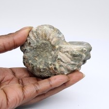 Ammonite Douvilleiceras inaequinodum 240gr 75mm Madagascar