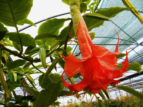 Brugmansia thea liebling - thea's, (