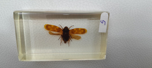 Résine inclusion insectes