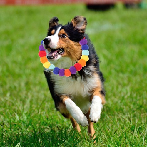 Collerette pour chien - pour,