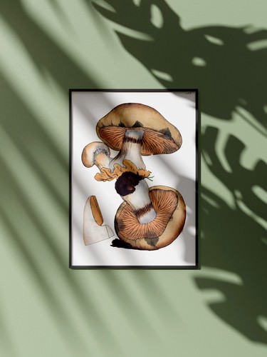 Affiche champignons vintage - affiche,