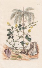 Erdnuss Nuss Nut Palmiers