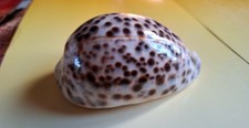 Porcelaine tigre – Cypraea