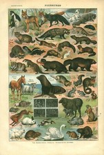 Document ancien mammifères