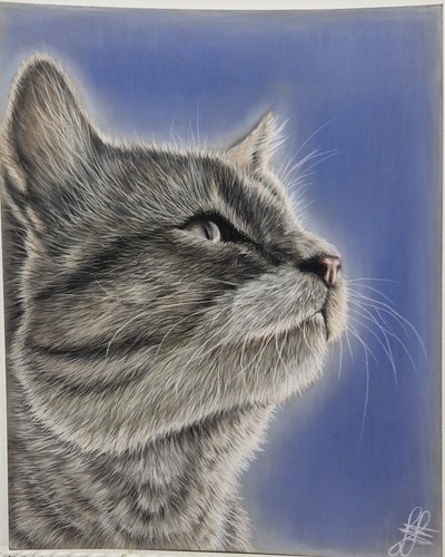Rêve félin portrait chat - rêve,