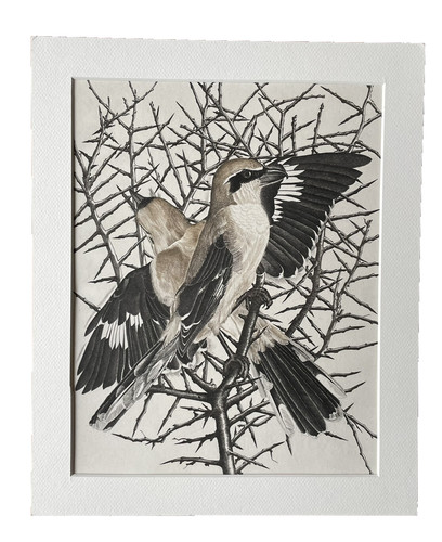 Tavy notton gravure signée - tavy, '