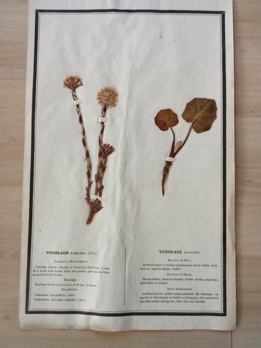 Ancien herbier botanique - herbier,