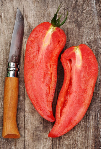Graines tomate cornue - 6, de