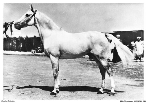 Bbip5 0434 animaux pur sang - bbip5-0434-animaux,
