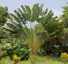 Arbre Du Voyageur - 10 Graines