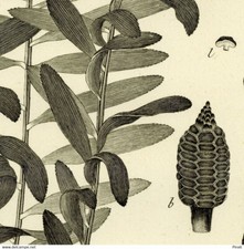 Botanique Zamia Chigua Fougère Jacques de Sève Gravure originale XVIIIe