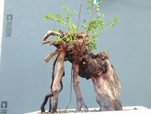 Bonsaï myrte 20 - cm, en