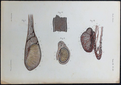 1866 testicule tubes - 1866,
