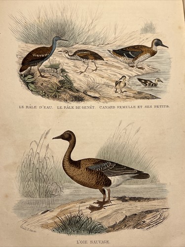 Canard 1852 ancienne - 1852,