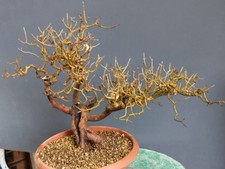 Bonsaï Frêne Robuste 47 x 13