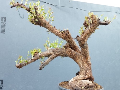 Plante pré bonsaï - plante, pré-bonsaï
