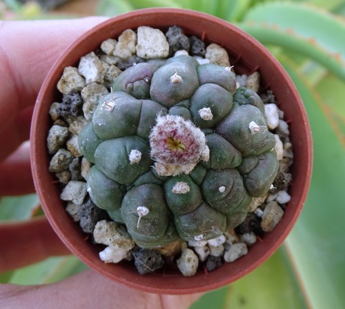 Astrophytum asterias kikko - asterias, 'kikko'