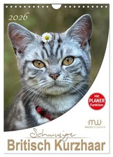 Doux British Shorthair (Calendrier mural 2026 DIN A4 vertical), CALVENDO calendr