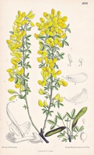 Genista Glabrescens Europe